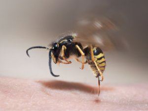 Close-up of a wasp stinging a person’s skin.