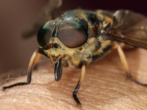An extreme close up of a horsefly on human skin, about to bite.