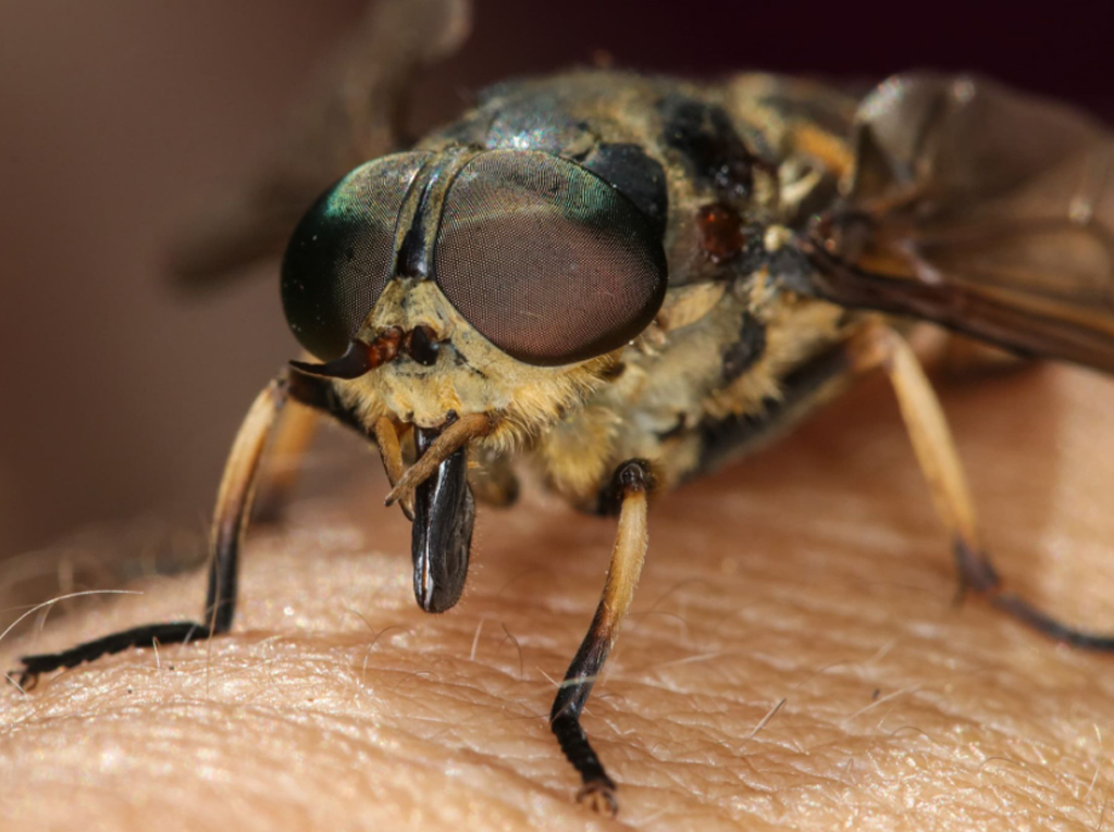 An extreme close up of a horsefly on human skin, about to bite.