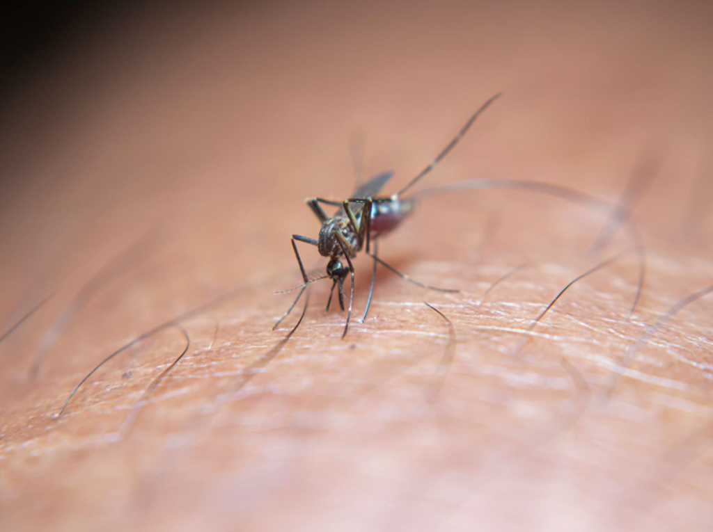 A close-up of a mosquito biting a person’s skin.