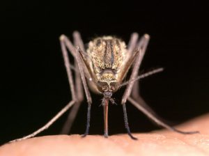 A female mosquito (Culex pipiens) native to the UK, drinking blood from a human.