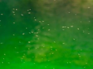 A swarm of mosquitoes on the bank of the pond.