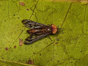 An adult horsefly sat on a leaf.