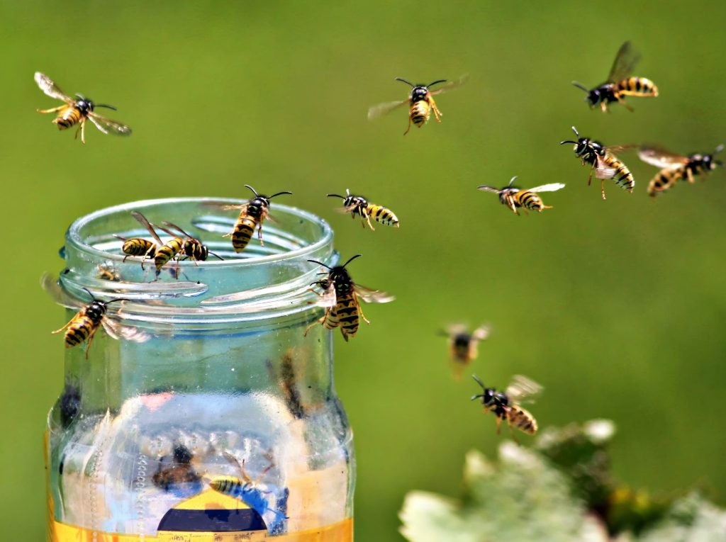 A close-up of several wasps gathering around an open jar of honey outdoors.