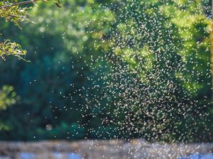 A large swarm of mosquitoes gathered outdoors.