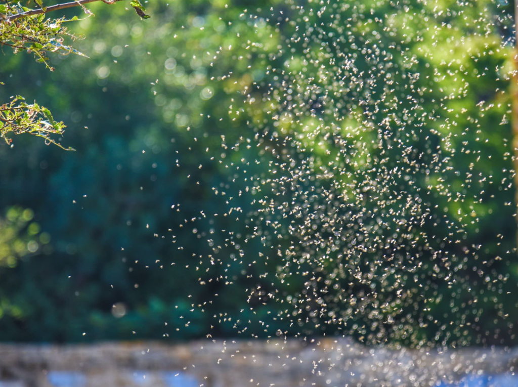 A large swarm of mosquitoes gathered outdoors.