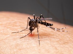Close-up of a mosquito piercing the skin and extracting blood for feeding.