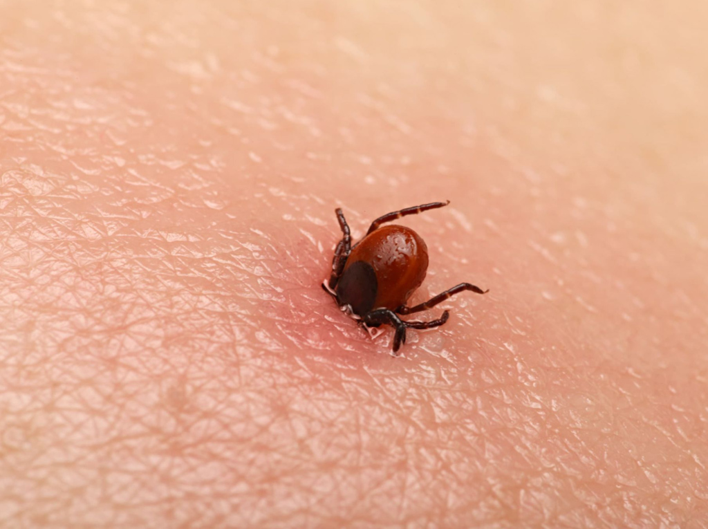 Close-up of a tick biting a human’s skin. Ticks aren’t insects, but can spread disease in a similar way.