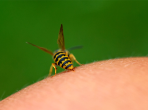 A close up of a wasp stinging a person.